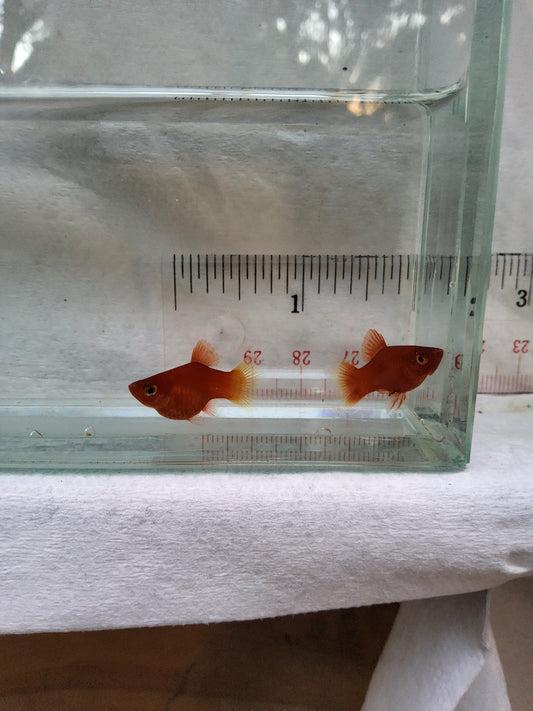Dwarf red coral platy breeder Pair