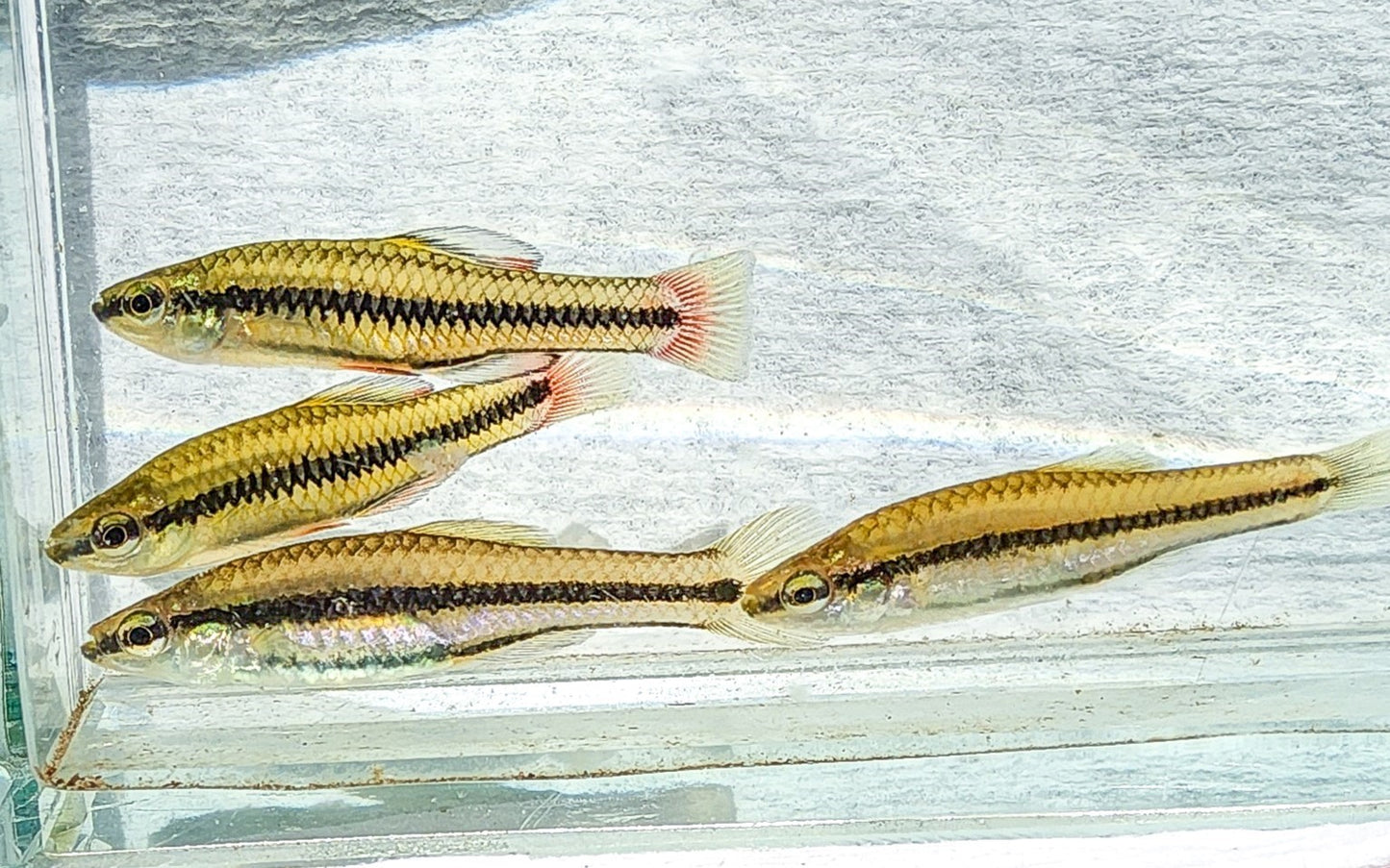 Bluefin Killifish