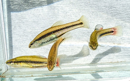 Bluefin Killifish