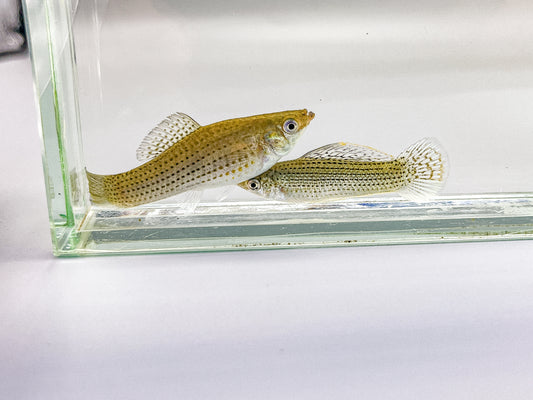 Blue Sailfin molly pair