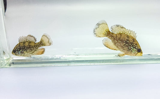 Blue Spotted Sunfish