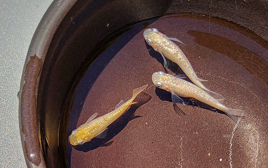 Champagne Gold Medaka - Japanese Medaka