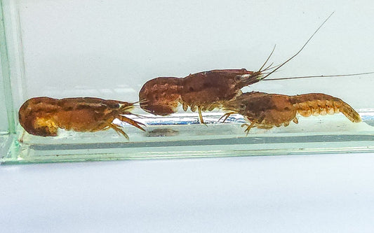 Florida Crayfish