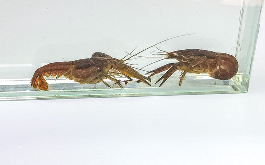 Florida Crayfish