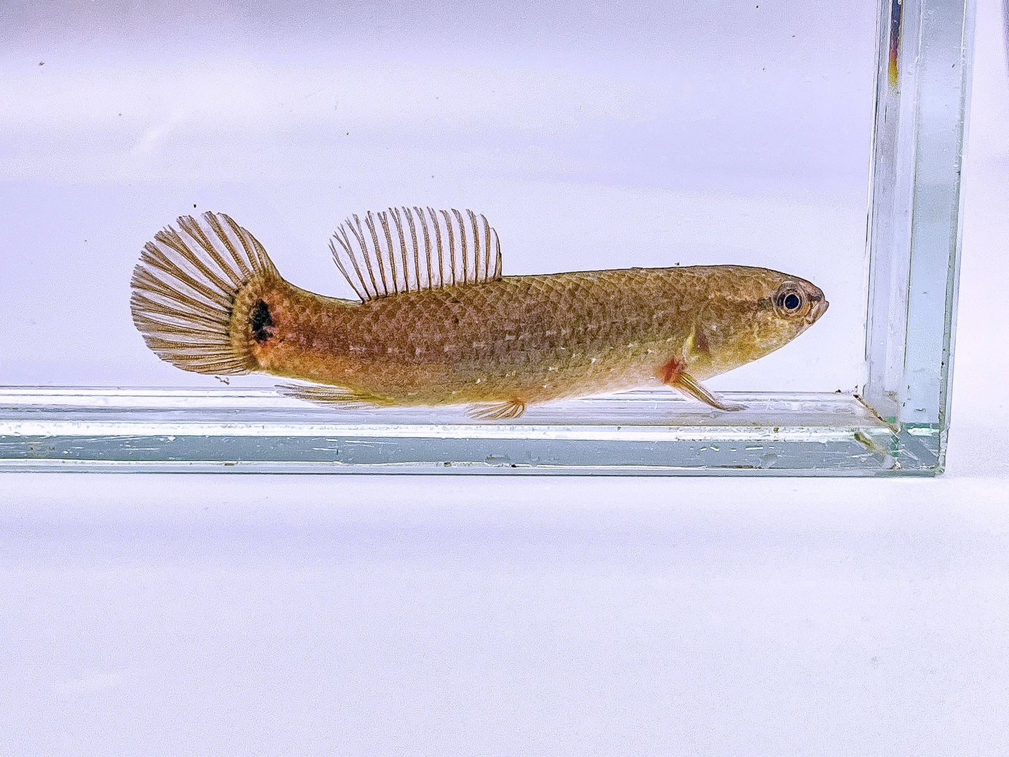 Eastern Mudminnow
