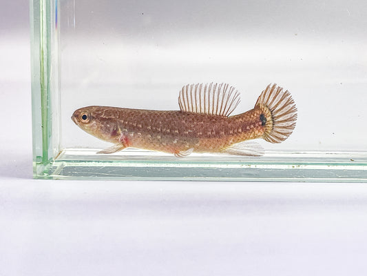 Eastern Mudminnow