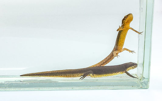 Eastern Newt