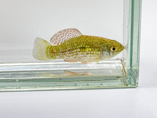 Florida Flagfish