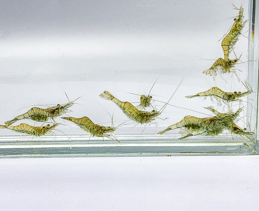 Freshwater Grass Shrimp