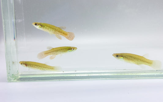 Golden Topminnow