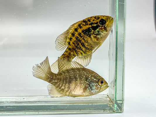 Banded Sunfish