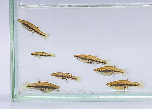 Least killifish