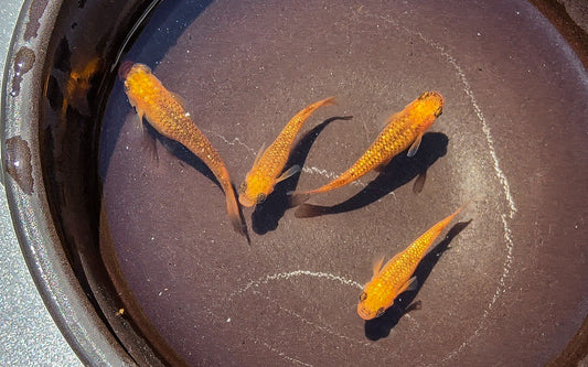 Lecris Medaka - Japanese Medaka