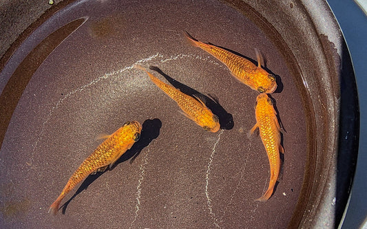 Lecris Medaka (Oryzias latipes – Dark Metallic Morph)