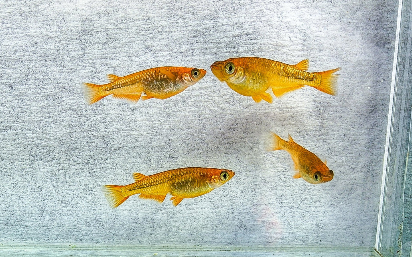 Lecris Medaka (Oryzias latipes – Dark Metallic Morph)