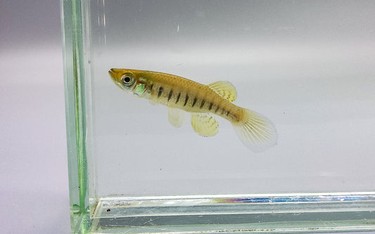Lined Topminnow breeder pair