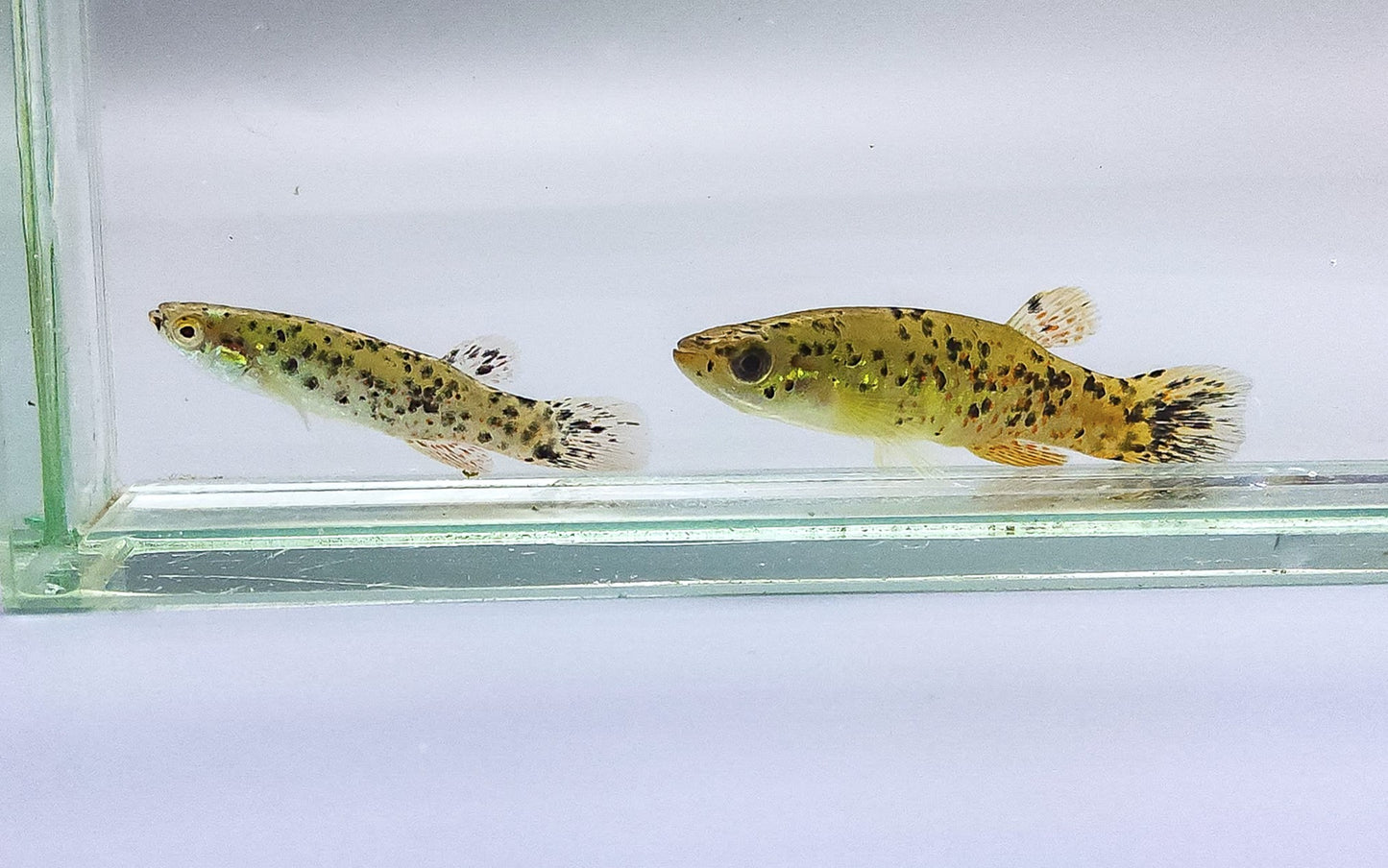 Melanistic Golden Topminnow