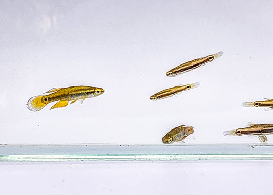 10 Pygmy Killifish