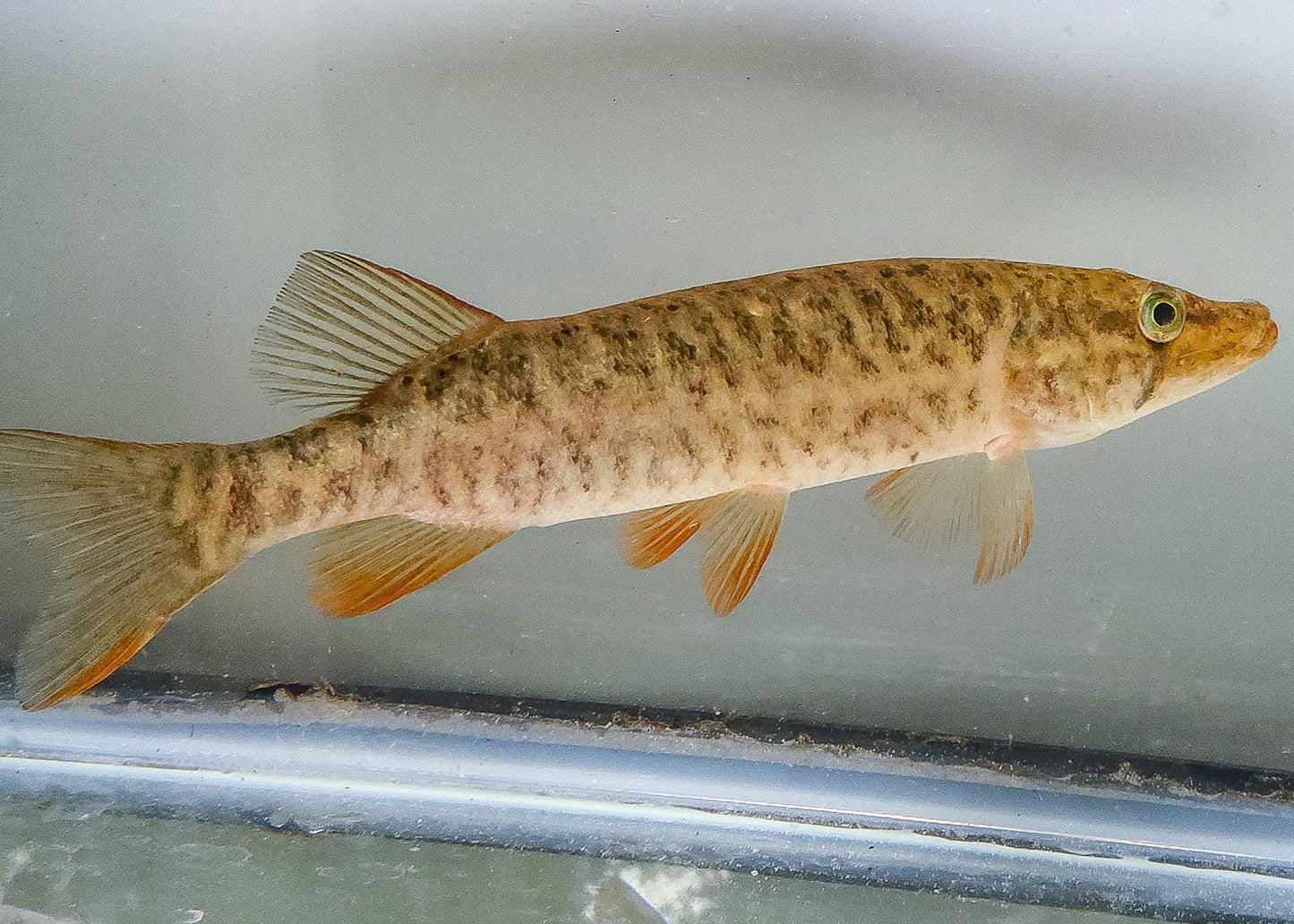 Redfin Pickeral