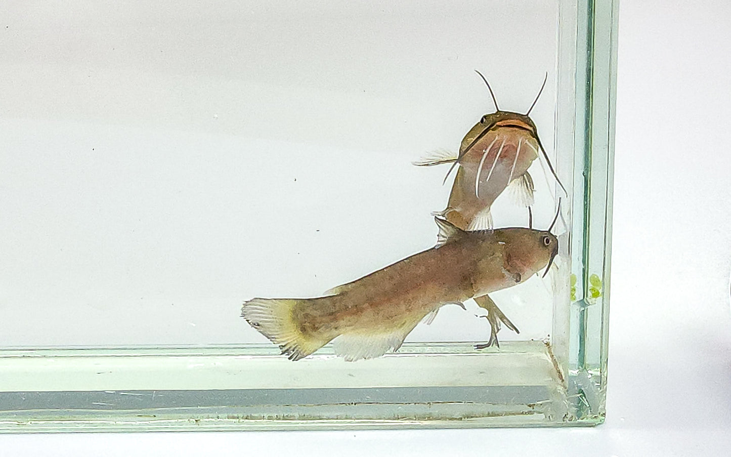 Yellow bullhead catfish