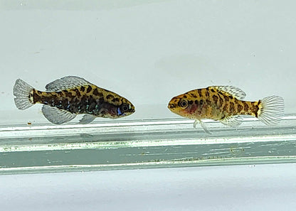 Everglades Pygmy Sunfish pair