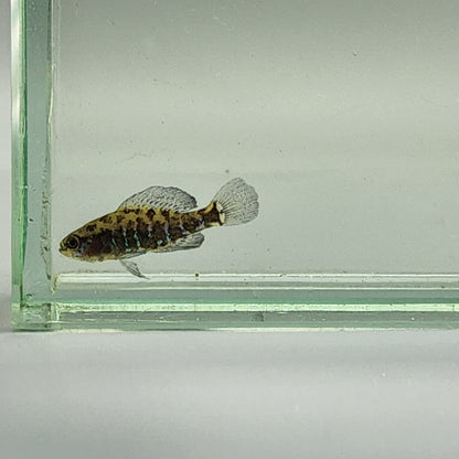 Okefenokee Pygmy Sunfish