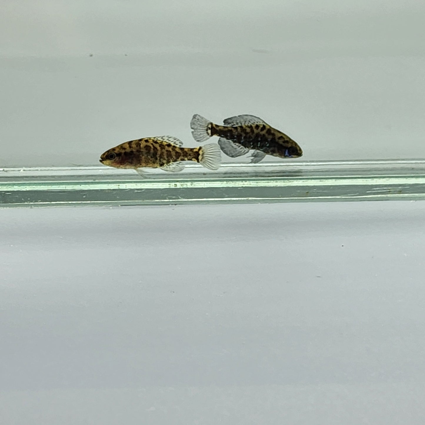 Okefenokee Pygmy Sunfish