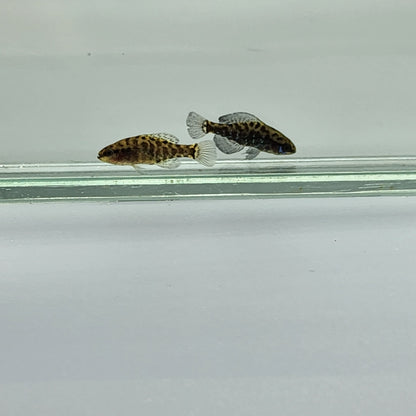 Okefenokee Pygmy Sunfish