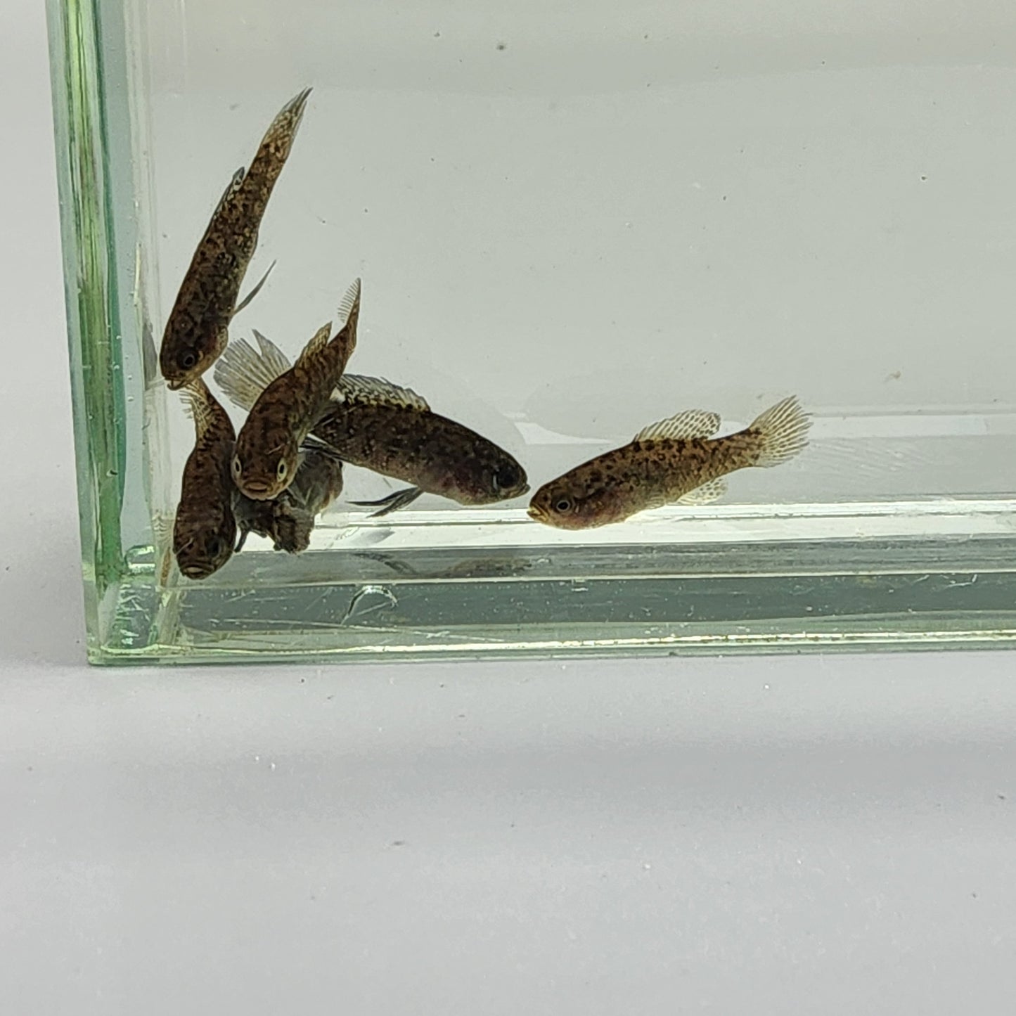 Okefenokee Pygmy Sunfish