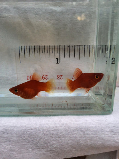 Dwarf red coral platy breeder Pair