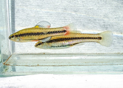 Bluefin Killifish