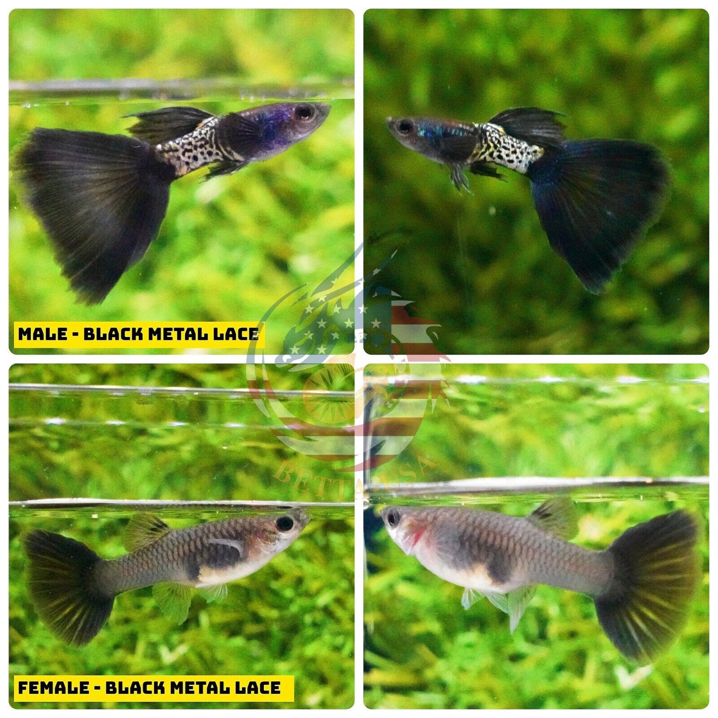 Black Metal Lace Guppy pair