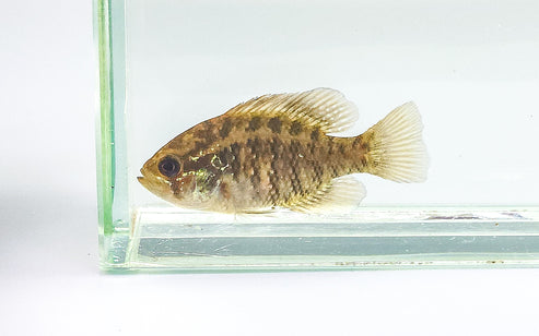 Banded Sunfish – Native Aquariums