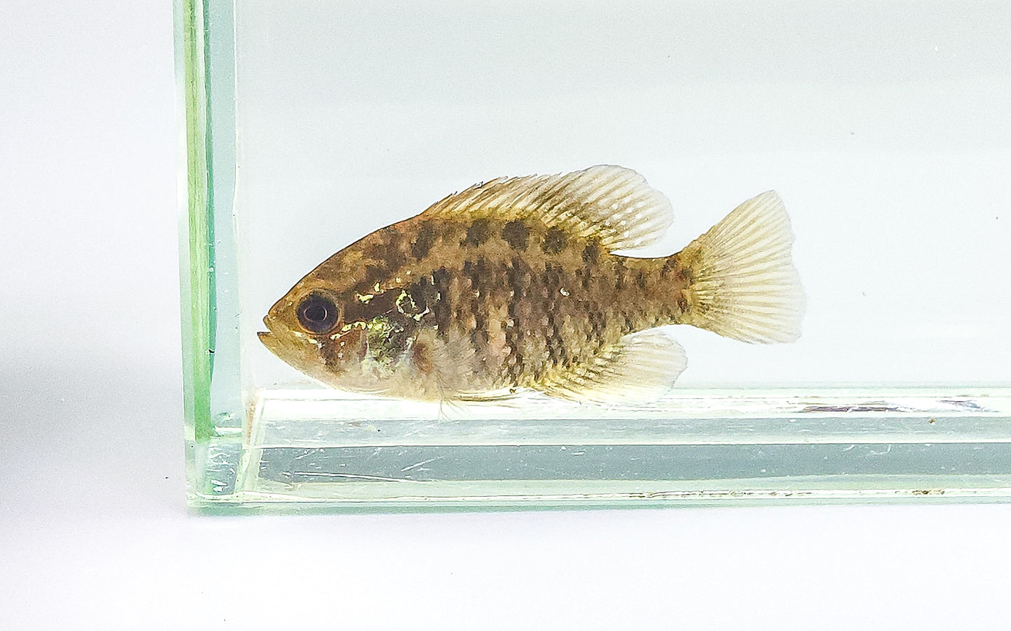 Banded Sunfish