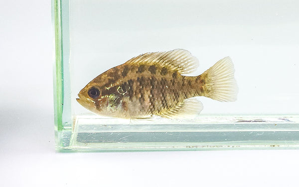 Banded Sunfish – Native Aquariums