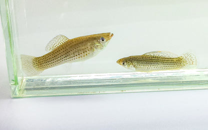 Blue Sailfin molly pair