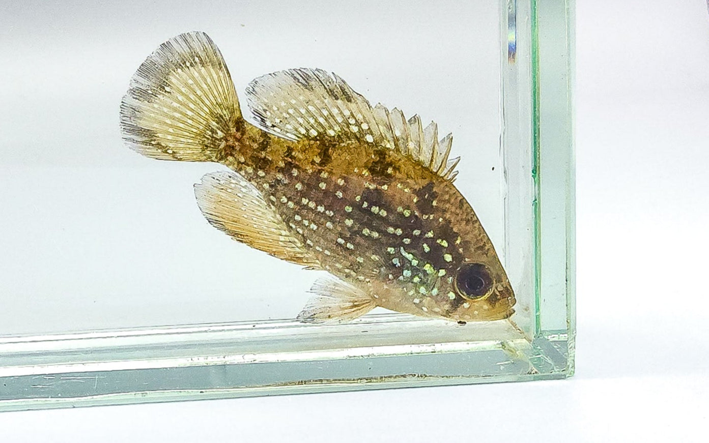 Blue Spotted Sunfish