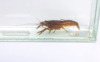 Florida Crayfish