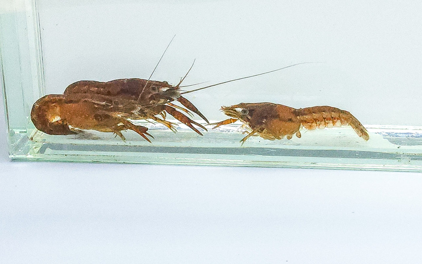 Florida Crayfish