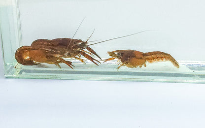 Florida Crayfish