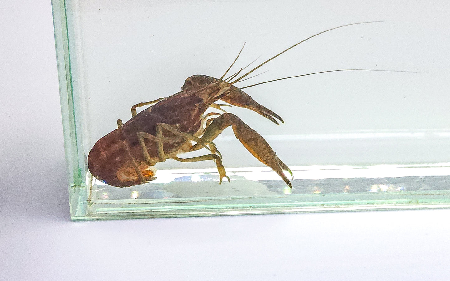 Florida Crayfish