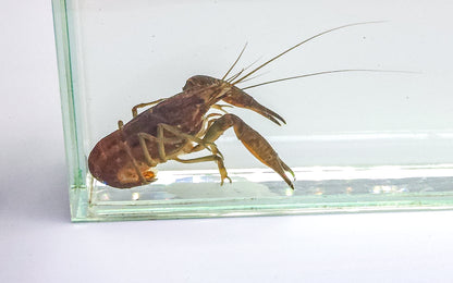 Florida Crayfish