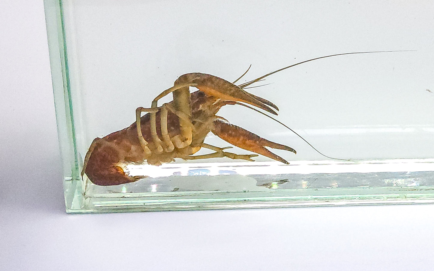Florida Crayfish