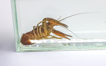 Florida Crayfish