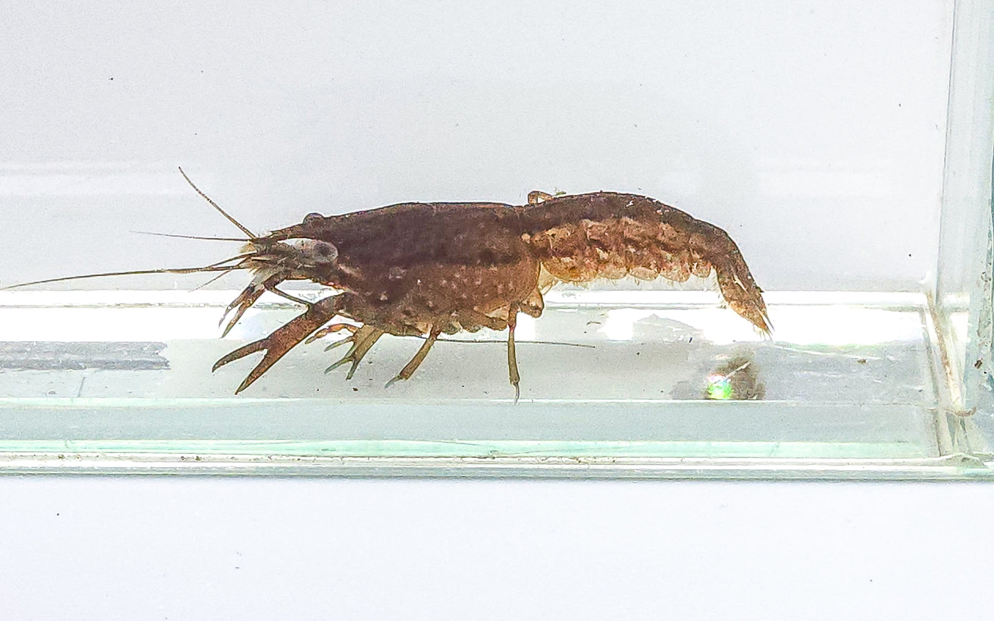 Florida Crayfish