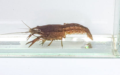 Florida Crayfish