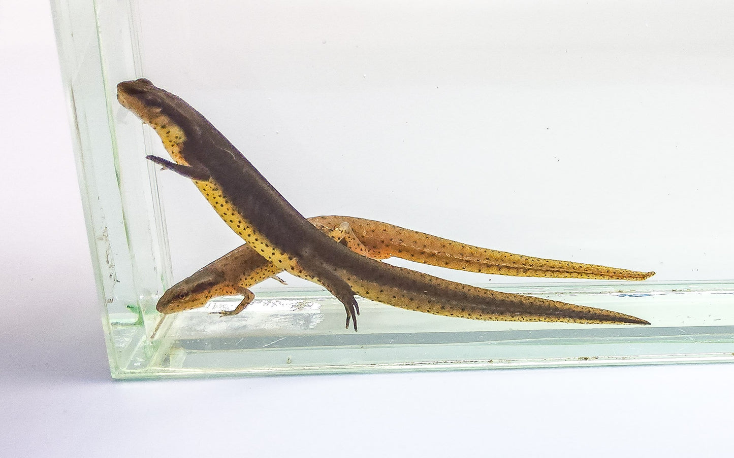 Eastern Newt