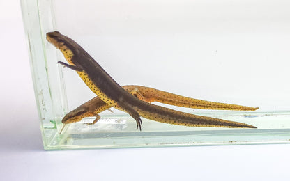 Eastern Newt