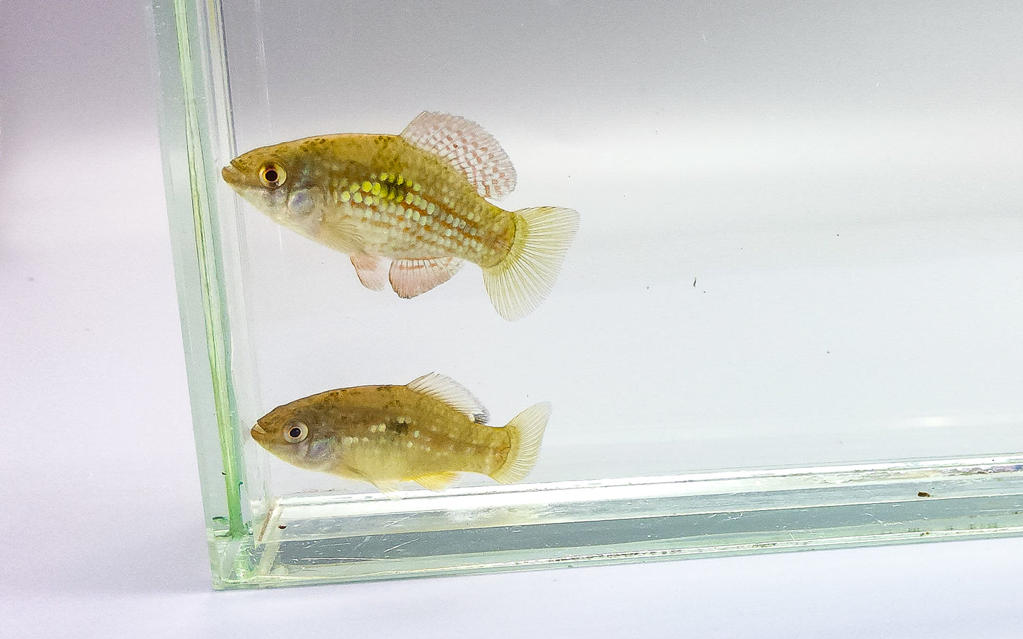 Florida Flagfish