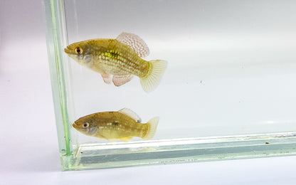 Florida Flagfish